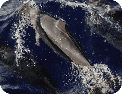 whale dolphin watching