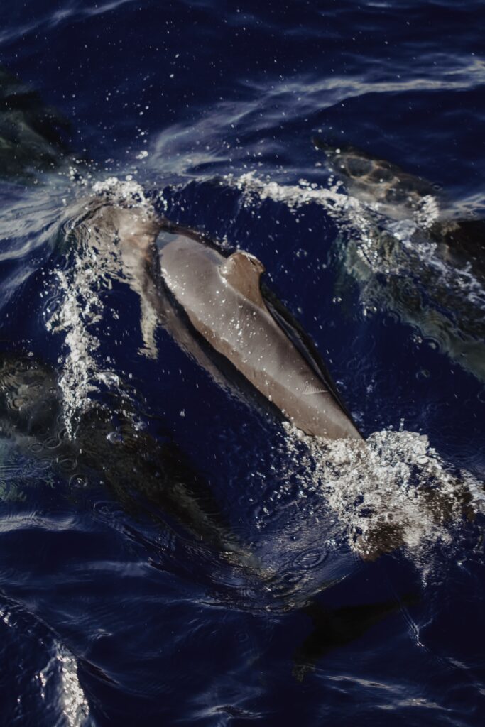 Madeira surfing00078